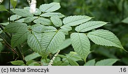 Aruncus sylvestris (parzydło leśne)