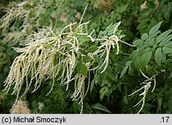 Aruncus sylvestris (parzydło leśne)