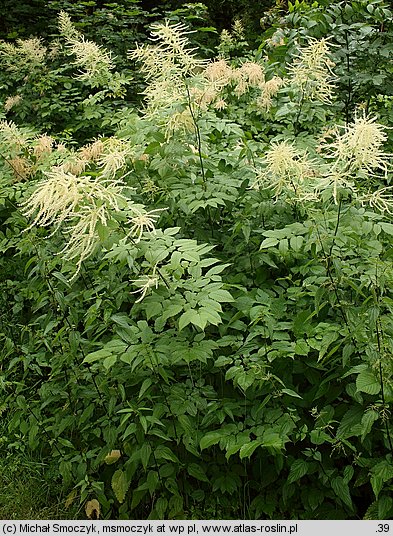 Aruncus sylvestris (parzydło leśne)