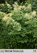 Aruncus sylvestris (parzydło leśne)