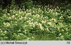 Aruncus sylvestris (parzydło leśne)