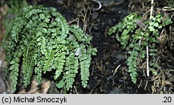 Asplenium viride (zanokcica zielona)