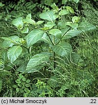 Atropa bella-donna (pokrzyk wilcza jagoda)