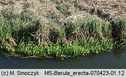 Berula erecta (potocznik wąskolistny)