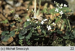 Cardamine trifolia