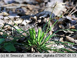 Carex digitata (turzyca palczasta)