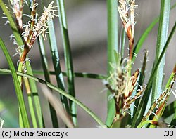 Carex digitata (turzyca palczasta)