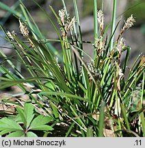 Carex digitata (turzyca palczasta)