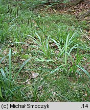 Carex pendula (turzyca zwisła)