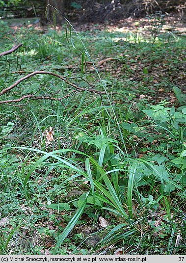 Carex pendula (turzyca zwisła)