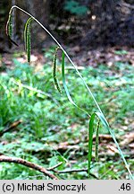 Carex pendula (turzyca zwisła)