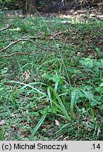 Carex pendula (turzyca zwisła)