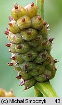 Carex tomentosa (turzyca filcowata)