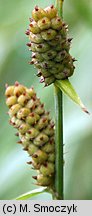 Carex tomentosa (turzyca filcowata)