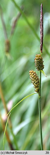 Carex tomentosa (turzyca filcowata)