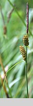 Carex tomentosa (turzyca filcowata)