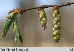 Carpinus betulus (grab pospolity)