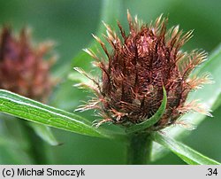 Centaurea oxylepis (chaber ostrołuskowy)