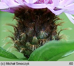 Centaurea oxylepis (chaber ostrołuskowy)