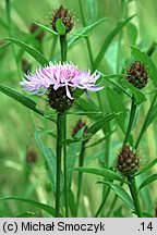 Centaurea oxylepis (chaber ostrołuskowy)