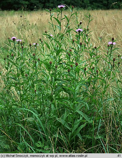 Centaurea oxylepis (chaber ostrołuskowy)