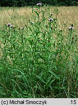 Centaurea oxylepis (chaber ostrołuskowy)