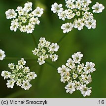 Chaerophyllum temulum (świerząbek gajowy)