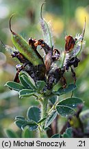 Chamaecytisus supinus (szczodrzeniec główkowaty)