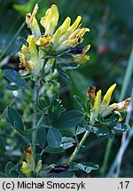 Chamaecytisus supinus (szczodrzeniec główkowaty)