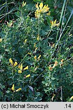 Chamaecytisus supinus (szczodrzeniec główkowaty)