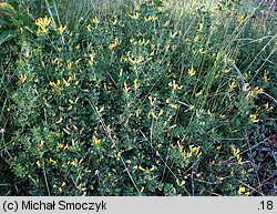 Chamaecytisus supinus (szczodrzeniec główkowaty)