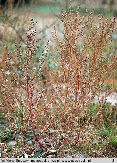 Chenopodium striatiforme (komosa drobnolistna)