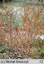 Chenopodium striatiforme (komosa drobnolistna)