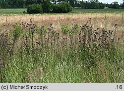 Cirsium palustre (ostrożeń błotny)