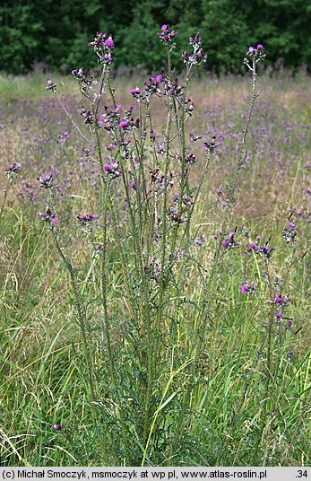 Cirsium palustre (ostrożeń błotny)