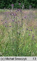 Cirsium palustre (ostrożeń błotny)