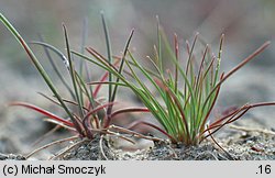 Corynephorus canescens (szczotlicha siwa)