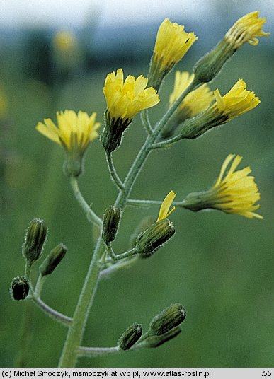 Crepis praemorsa (pępawa różyczkolistna)