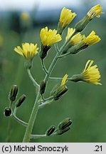 Crepis praemorsa (pępawa różyczkolistna)