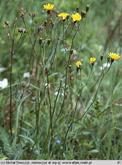 Crepis succisifolia (pępawa czarcikęsolistna)