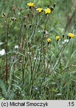 Crepis succisifolia (pępawa czarcikęsolistna)