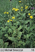 Doronicum austriacum (omieg górski)