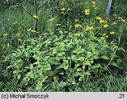 Doronicum austriacum (omieg górski)