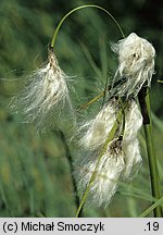 Eriophorum angustifolium