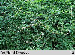 Fallopia aubertii (rdestówka Auberta)