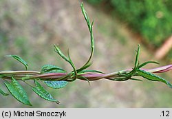 Fallopia aubertii (rdestówka Auberta)