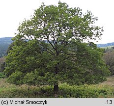 Fraxinus excelsior (jesion wyniosły)