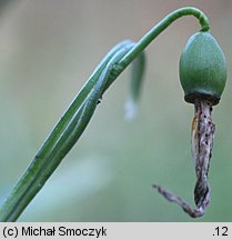 Galanthus nivalis