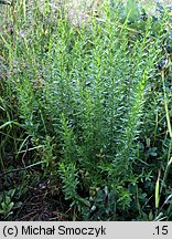 Genista germanica (janowiec ciernisty)