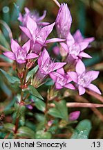 Gentianella bohemica (goryczuszka czeska)